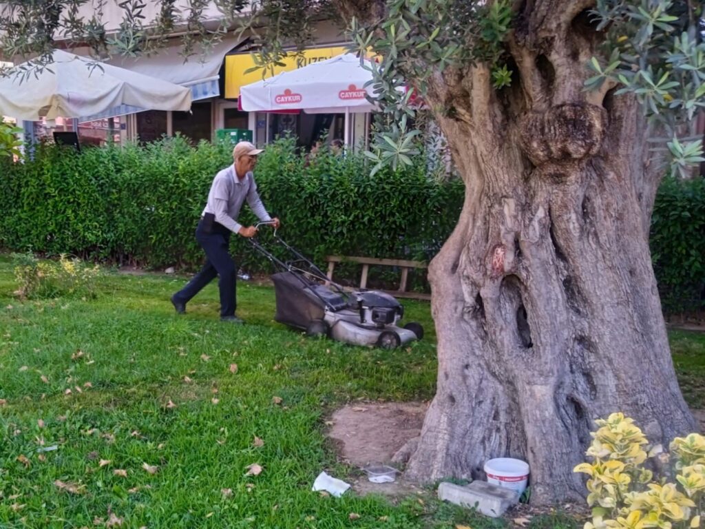 Gemlik Belediyesi ekipleri, ilçe genelinde park ve yeşil alanlarda budama çalışmalarını sürdürüyor.
