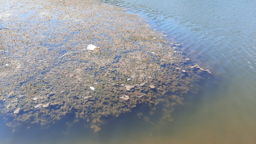 Gemlik Kurtul Göleti’nde Balık Ölümleri   ve Artan Kirlilik
