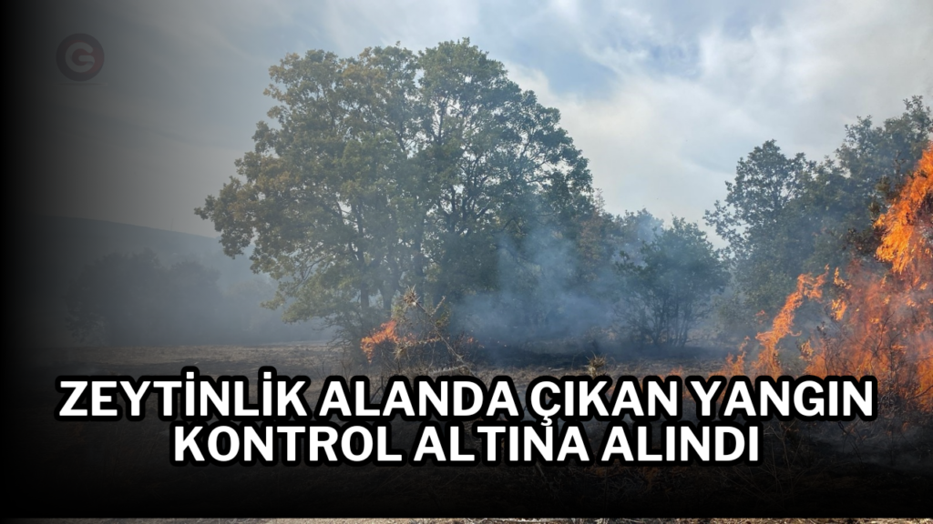 Zeytinlik alanda çıkan yangın kontrol altına alındı