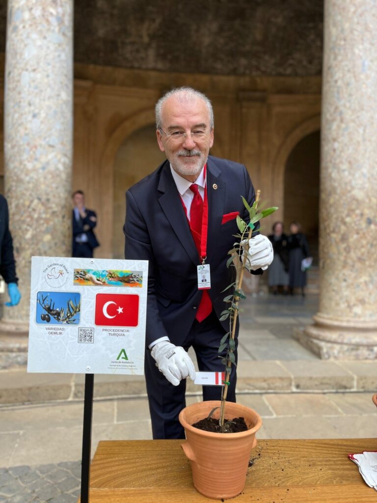 Gemlik Zeytin Ağacı Fidanı İspanya’da toprakla buluştu