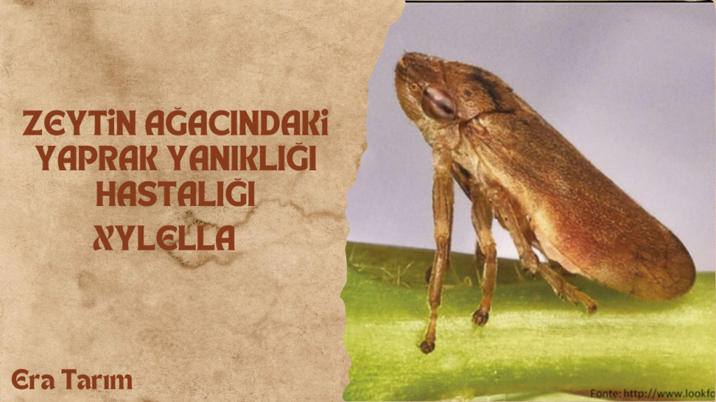 ZEYTİN AĞACINDAKİ YAPRAK YANIKLIĞI HASTALIĞI (XYLELLA)