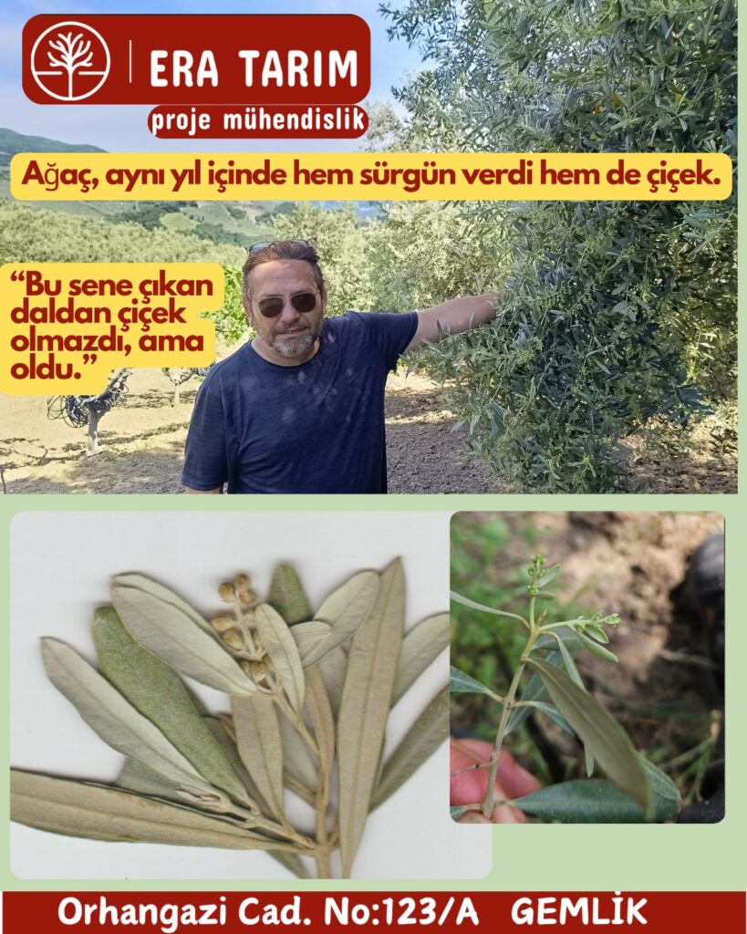 Gemlik’te Zeytin Ağacı Kuralları Bozdu