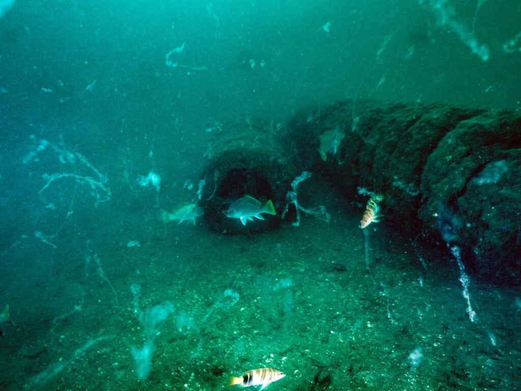 Gemlik’te Müsilaj!…