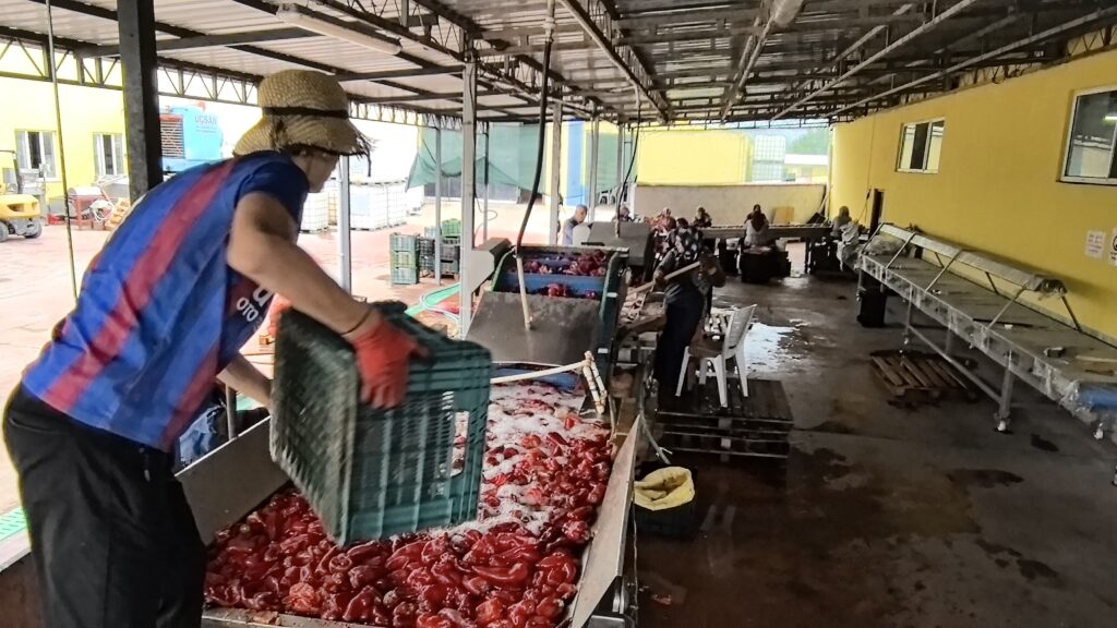 Bu yıl mahallede bin 500 ton biber salçası Hollanda’ya 500 ton domates salçası da iç pazara satılacak