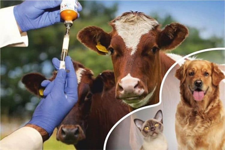 “Sağlık Sistemi Veteriner Hekimsiz Eksiktir”