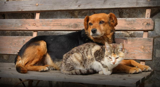 Kutlama Değil, Derinleşen Bir Kriz