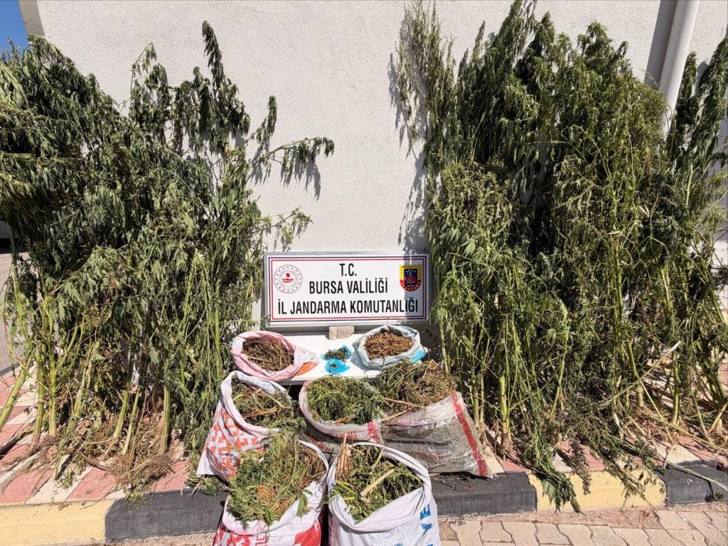 Bursa’da Uyuşturucu Operasyonu: 22,6 Kilogram Esrar ve 116 Kök Kenevir Ele Geçirildi